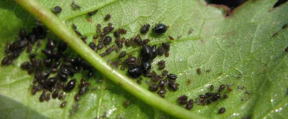 aphid on the drain