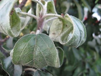 aphid on a pear