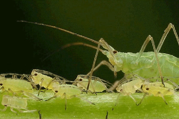 aphid on a pear