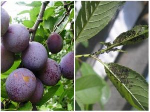 How to deal with aphids on a plum and how to treat with chemical and folk remedies