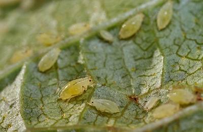 Blackberry aphid