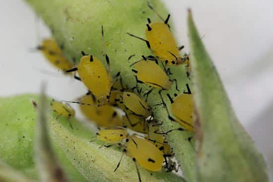 aphid on a pear