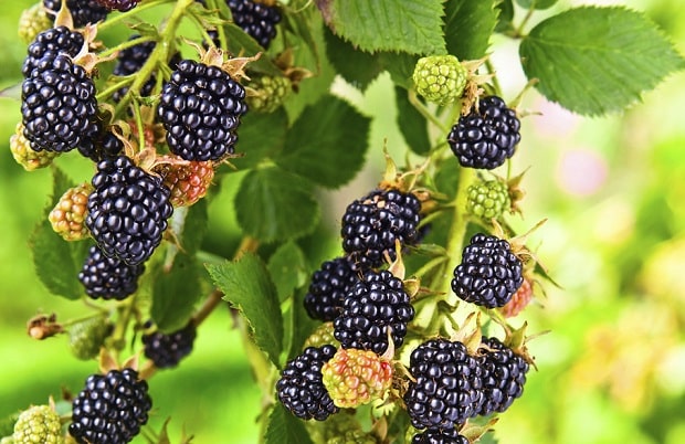 moras frescas