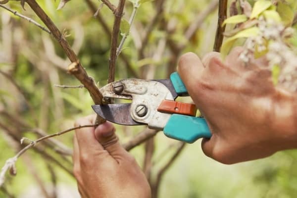 apple pruning