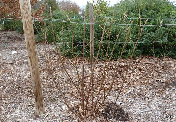 how to care for blackberries