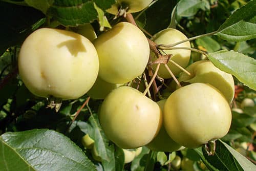 apple-tree Ural bulk