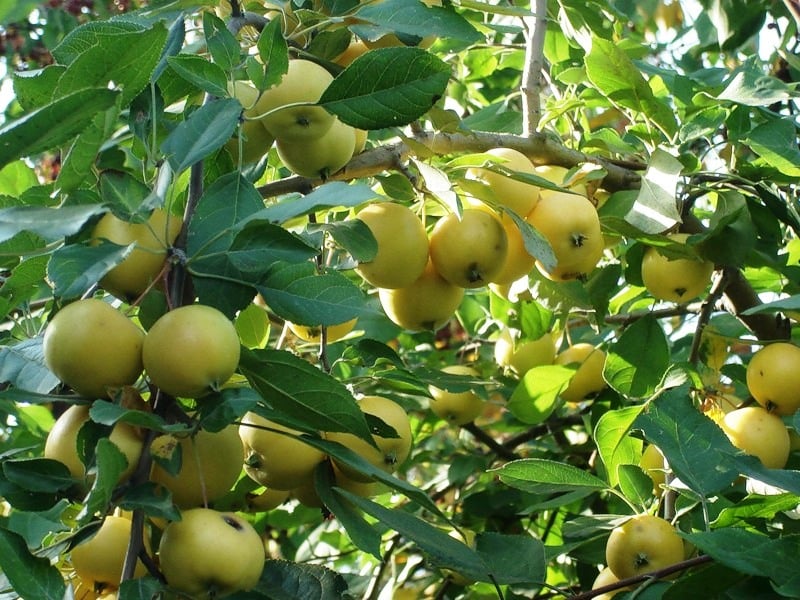 apple-tree Ural bulk