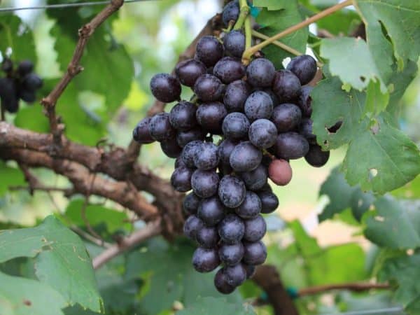 Valiant grapes