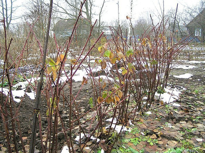 pruning blackberries