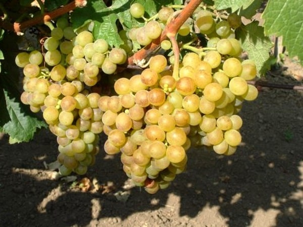 perlas de uvas