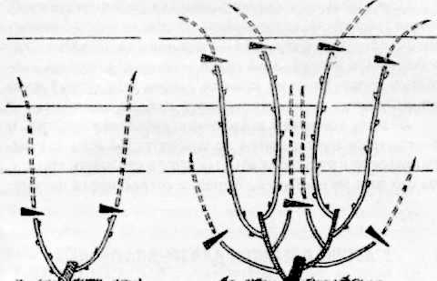 pruning grapes