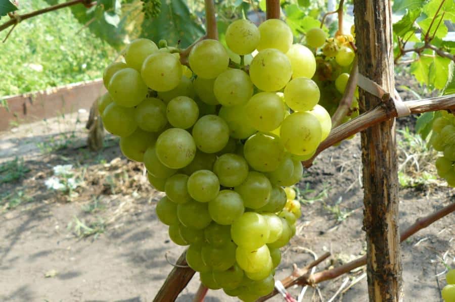 perlas de uvas