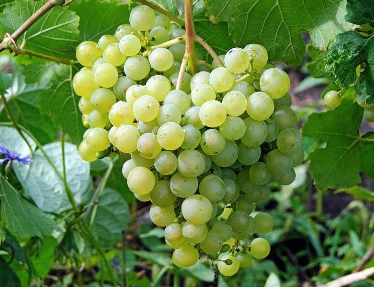 perlas de uvas