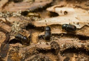 Methods of dealing with bark beetle on an apple tree with drugs and folk remedies