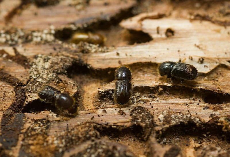 bark beetle on apple tree