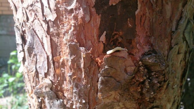 bark beetle