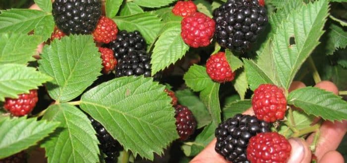 moras frescas