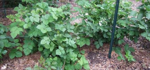 Mûre à feuilles persistantes sans épines