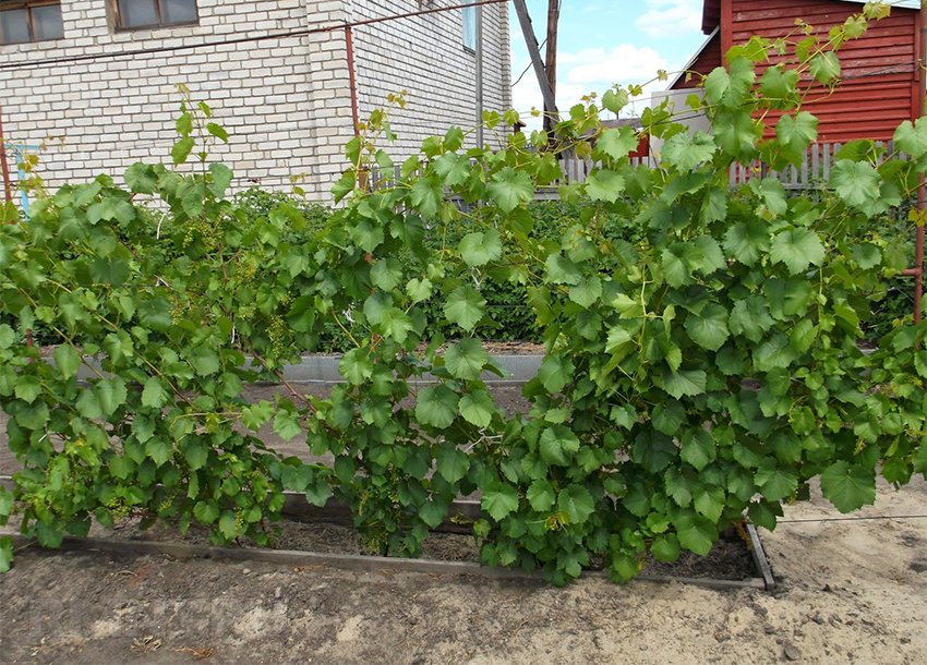 grapes witch's fingers