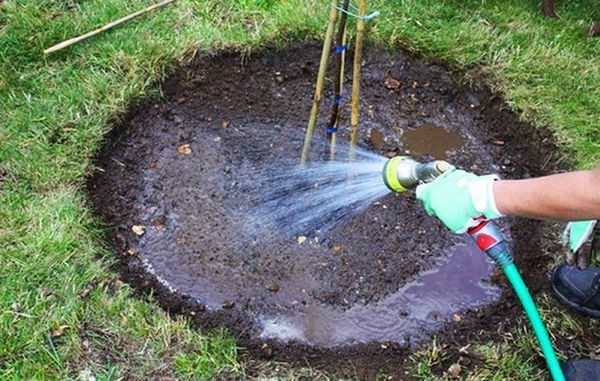 watering pear