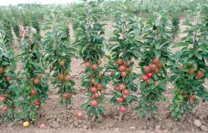 The best and new varieties of columnar apple trees for the Moscow region with a description