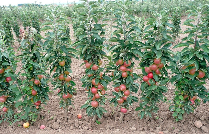 columnar apple trees