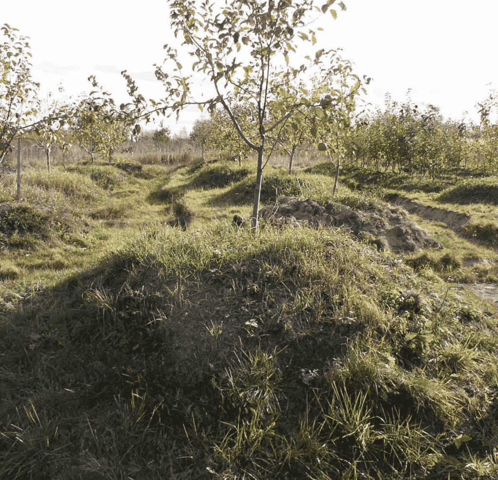 planter un pommier