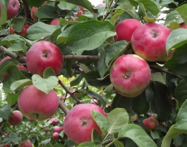 apple-tree borovinka