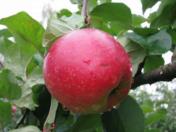 apple tree beauty of sverdlovsk