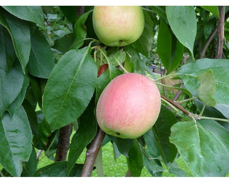 apple tree arkadik