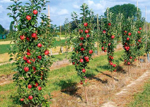 Stamp apple tree