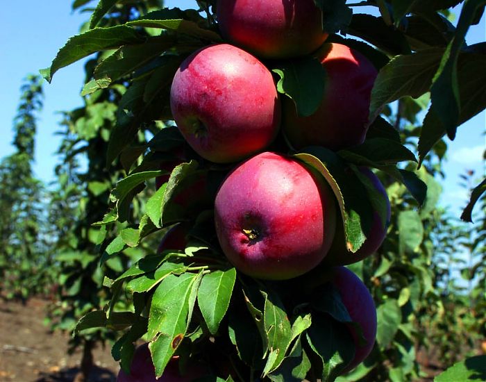 apple tree columnar