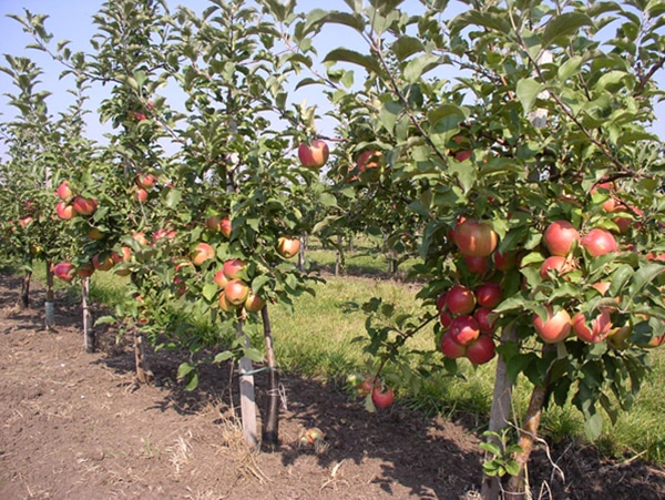 planting an apple tree