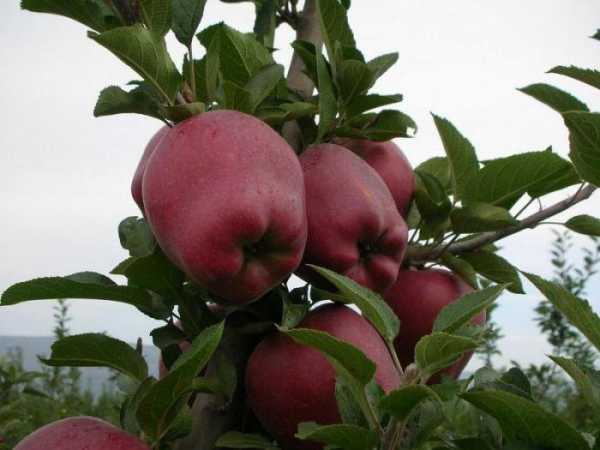 pommier rouge délicieux