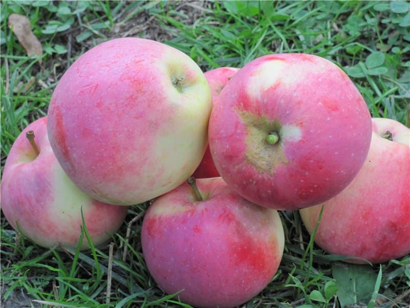 apple tree stroevskoe