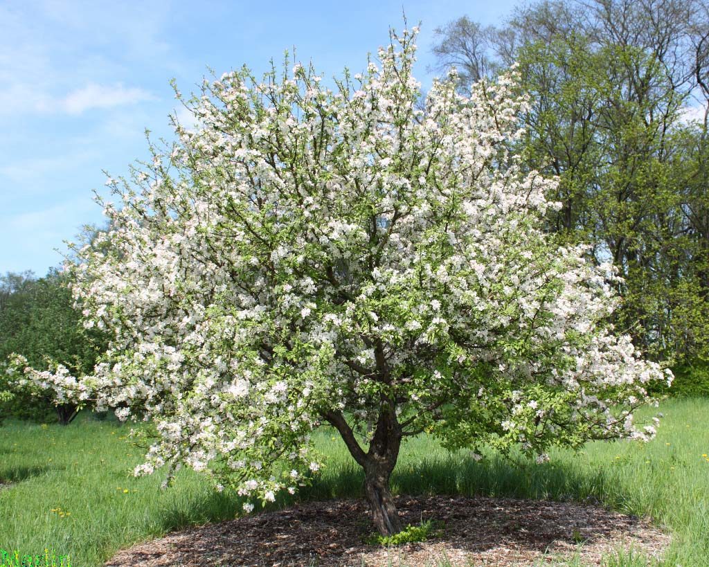 apple tree stroevskoe