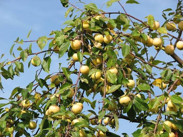 pommier Ural en vrac