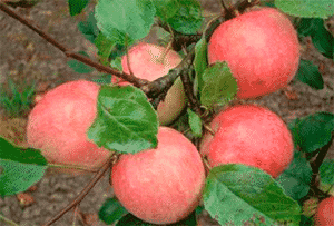 Description, characteristics and subspecies of the Uslada apple tree, the subtleties of growing