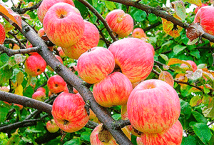 Description et caractéristiques de la variété de pomme Apple Spas, histoire et caractéristiques de la culture