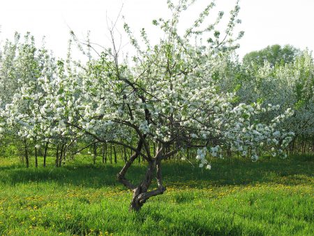 berry apple tree