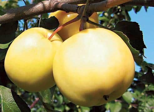 Altai apple tree