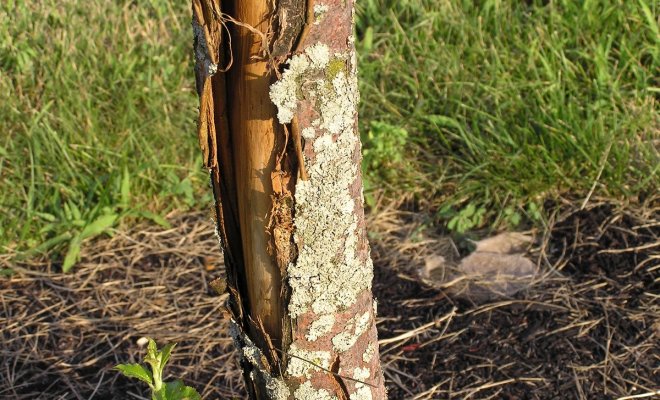 l'écorce du pommier se fissure