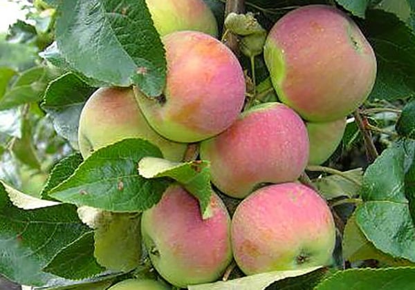 apple tree