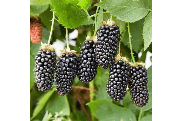 blackberry karaka hitam