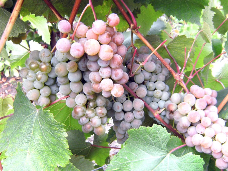 perlas de uvas