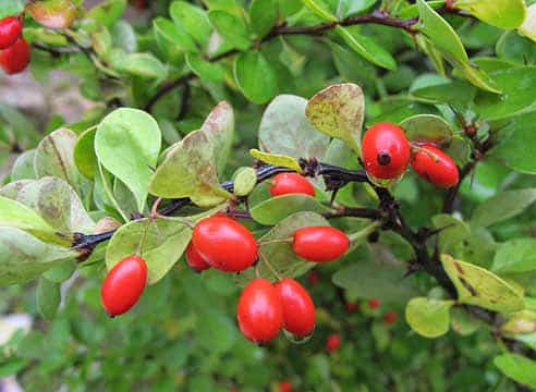 pruning barberry