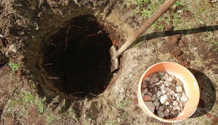 planting an apple tree