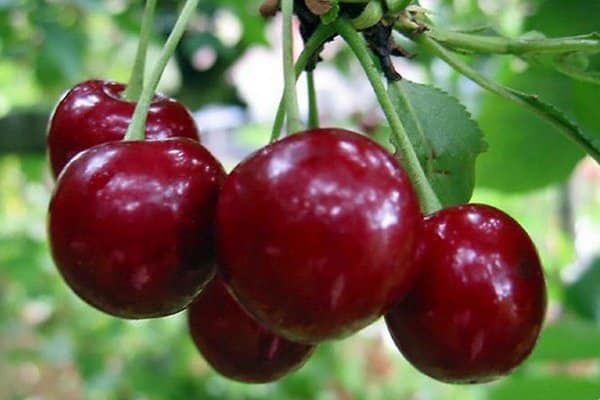 cherry asterisk