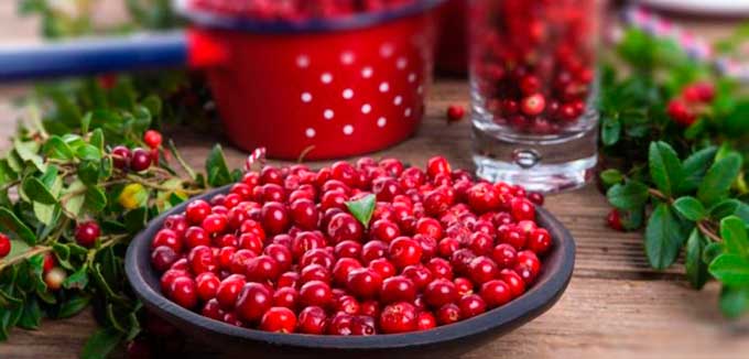 recogiendo arándanos rojos