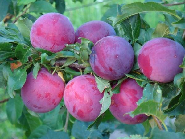 komander plum